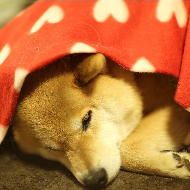 爱游戏综合娱乐-WRC驾驶技巧：从新手到高手的提升路径，wrc车手的车技有多高